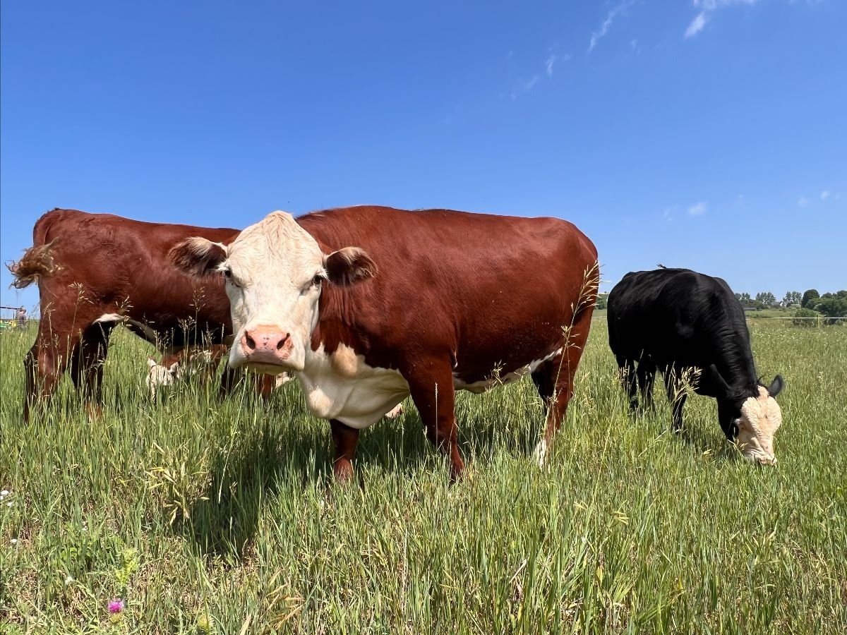 Anavery Fine Foods pasture raised beef cows