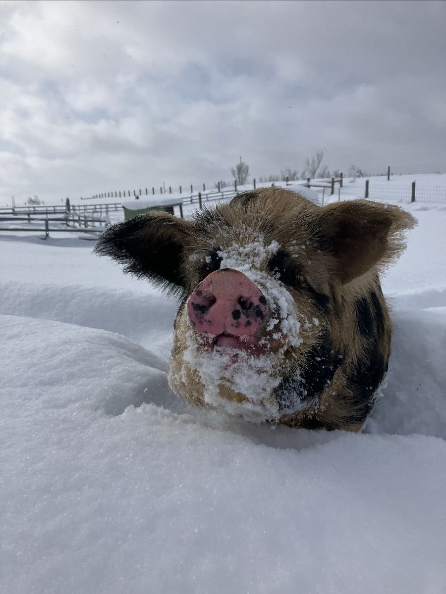 Anavery Fine Foods pasture raised pork - sow in winter