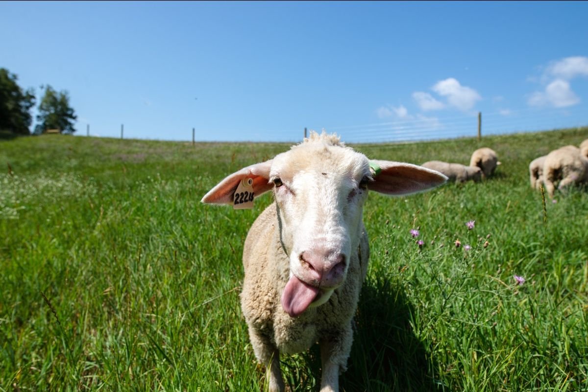 Anavery Fine Foods pasture raised sheep