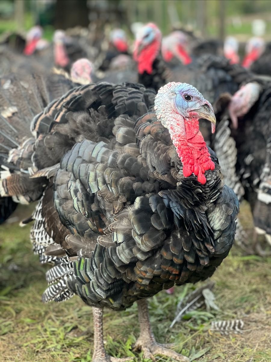 Anavery Fine Foods pasture raised turkey