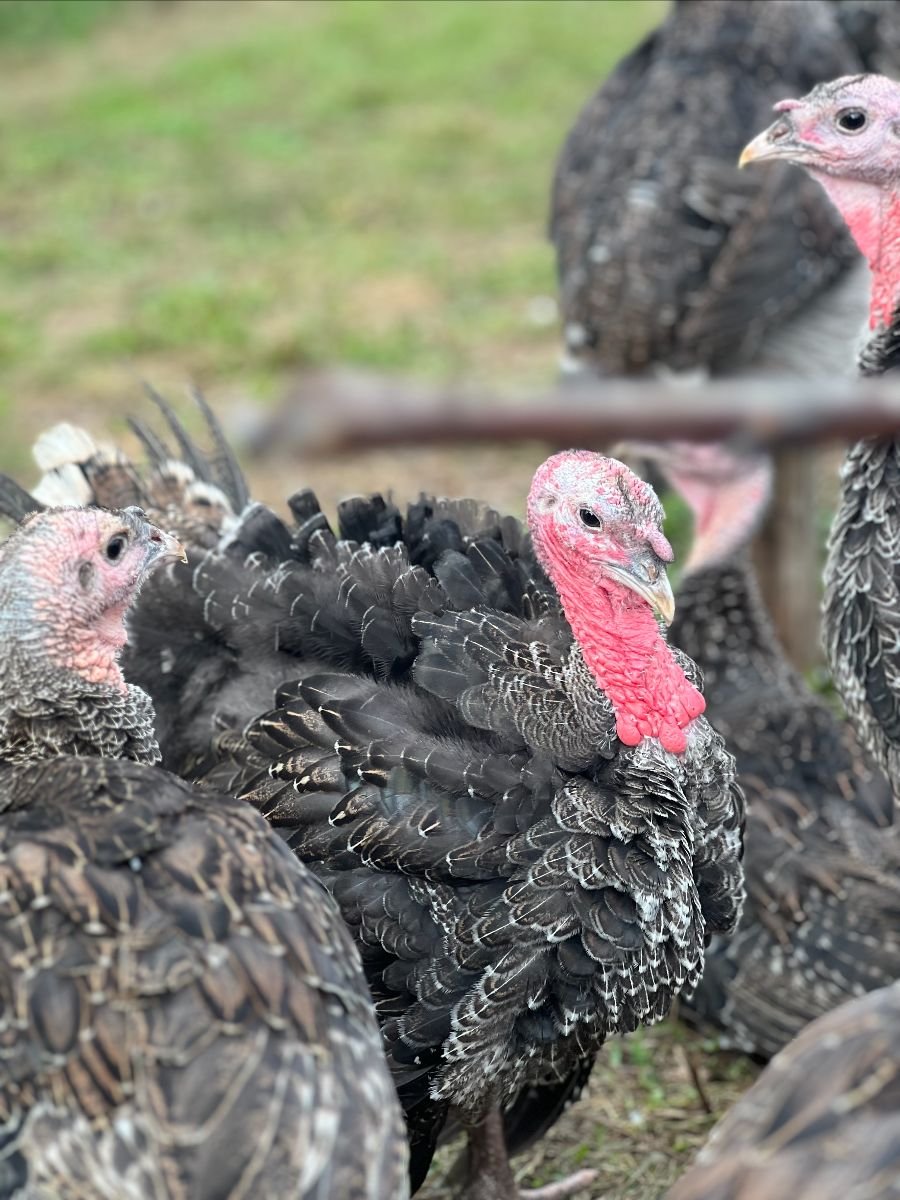 Anavery Fine Foods pasture raised turkey