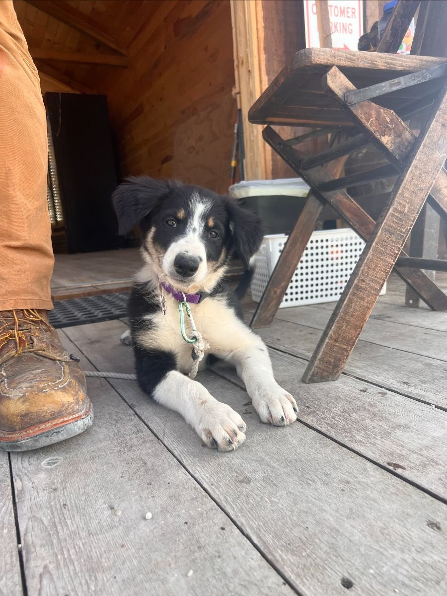 Anavery Fine Foods cute farm dog