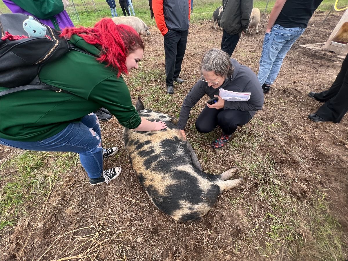 Anavery Fine Foods farm visitors petting pig