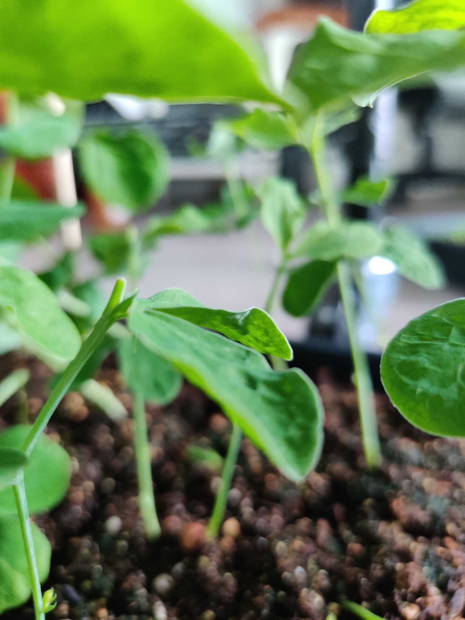 Anavery Fine Foods seedling close up