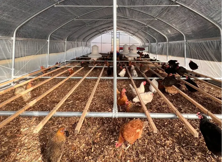 Chickens in greenhouse