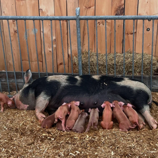 sow and piglets