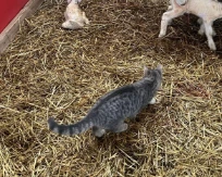 Feather the farm cat