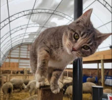 Ivy the farm cat