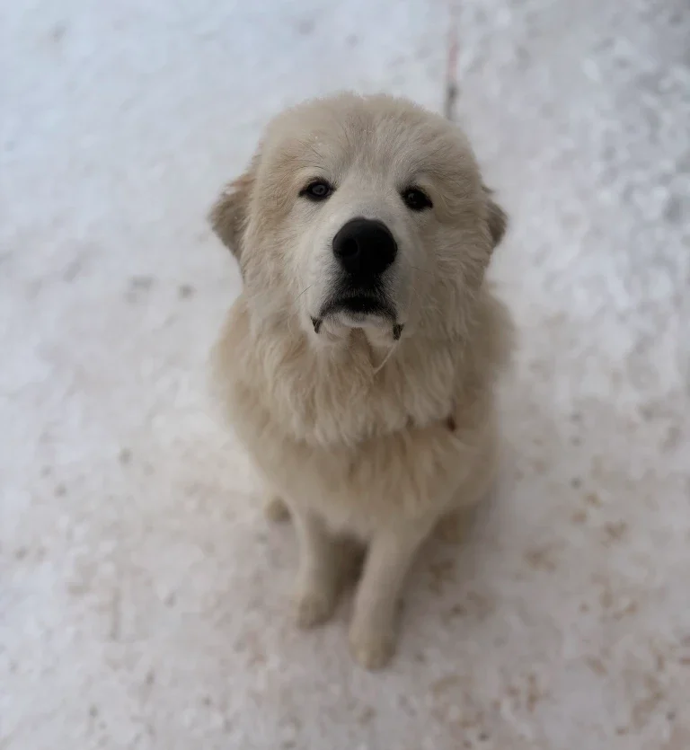Sam the dog