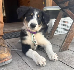 annie the farm dog